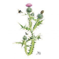 Wildlife by Mouse Scottish Thistle Card