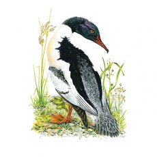 Wildlife by Mouse Male Goosander Card