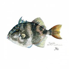 Wildlife by Mouse Triggerfish Card