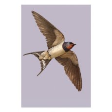 Ben Rothery Swallow Greetings Card