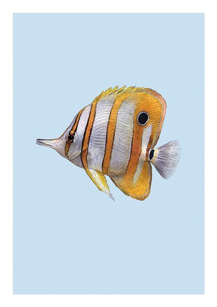 Ben Rothery Copperband Butterflyfish Greeting Card