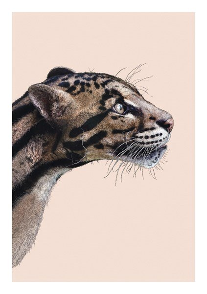 Ben Rothery Clouded Leopard Greeting Card