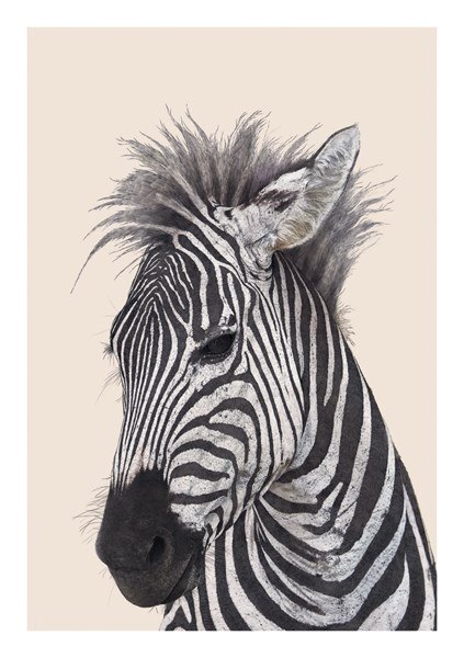 Ben Rothery Zebra Greeting Card