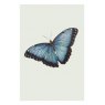 Ben Rothery Blue Morpho Butterfly Greetings Card
