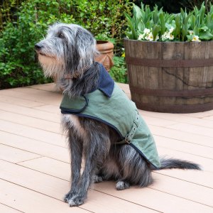 Pet Care