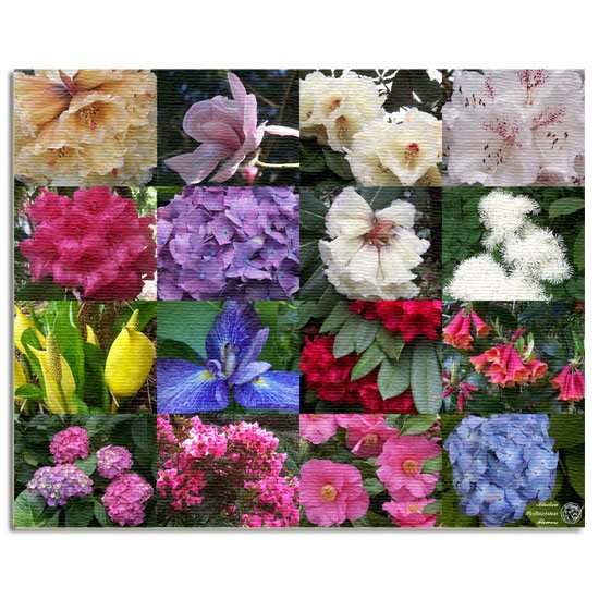 Portmeirion Flowers Montage Canvas Art Buy Online Here Portmeirion