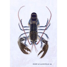Lobster Mounted And Framed By Susan Williams Ellis