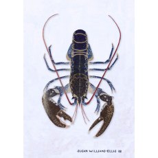 Lobster Mounted And Framed By Susan Williams Ellis