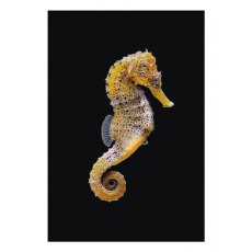 Ben Rothery Yellow Sea Horse Greeting Card