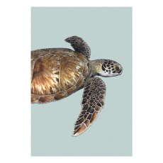 Ben Rothery Green Sea Turtle Greeting Card