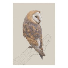 Ben Rothery Barn Owl Greeting Card