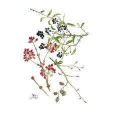Wildlife by Mouse Bird Cherry Guelder Rose & Alder Card