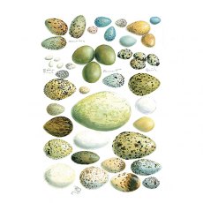 Wildlife by Mouse Birds Eggs Card