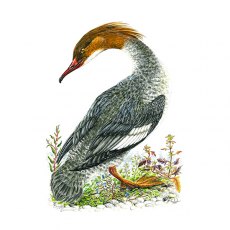 Wildlife by Mouse Female Goosander Card