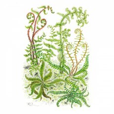Wildlife by Mouse Ferns Card