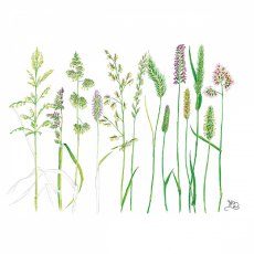 Wildlife by Mouse Grass Seed Heads Card