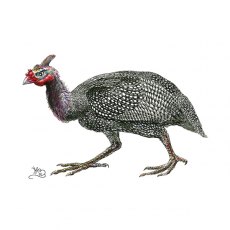 Wildlife by Mouse Guineafowl Card