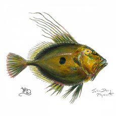 Wildlife by Mouse John Dory Card