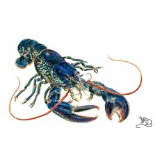 Wildlife by Mouse Lobster Card