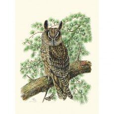 Wildlife by Mouse Long Eared Owl Card