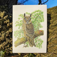 Wildlife by Mouse Long Eared Owl Card