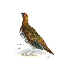 Wildlife by Mouse Male Red Grouse Card