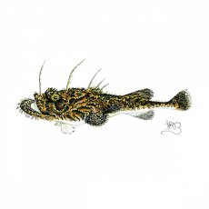 Wildlife by Mouse Monkfish Card