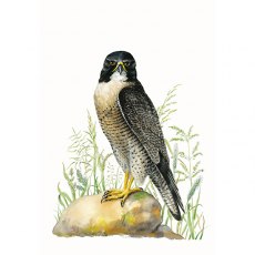 Wildlife by Mouse Peregrine Falcon Card