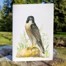 Wildlife by Mouse Peregrine Falcon Card