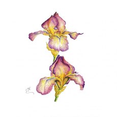 Wildlife by Mouse Pink & Yellow Bearded Iris Card