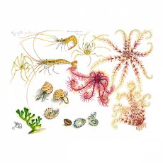 Wildlife by Mouse Rockpool Creatures Card