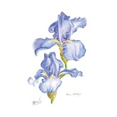 Wildlife by Mouse Tall Bearded Iris Jane Philips Card
