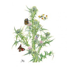 Wildlife by Mouse Scottish Thistle & Butterflies Card