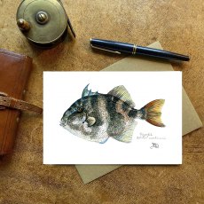 Wildlife by Mouse Triggerfish Card