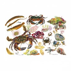 Wildlife by Mouse Velvet Crab & Other Rockpool Creatures Card