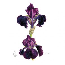 Wildlife by Mouse Purple Bearded Iris Print