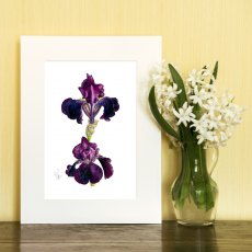 Wildlife by Mouse Purple Bearded Iris Print