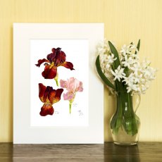 Wildlife by Mouse Bearded Irises Mary Todd & Esther Fay Print