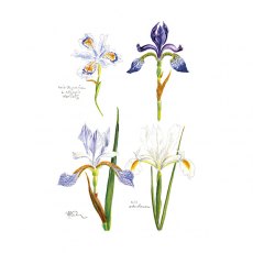 Wildlife by Mouse Four Miniature Iris Print