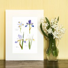 Wildlife by Mouse Four Miniature Iris Print