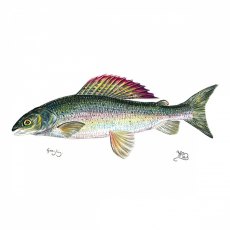 Wildlife by Mouse Grayling Print