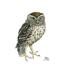 Wildlife by Mouse Little Owl Print