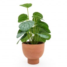 Artificial Chinese Money Plant In Paper Pot