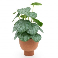 Artificial Chinese Money Plant In Paper Pot