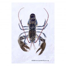 Susan Williams-Ellis - Cimwch / Lobster Mounted Print A3