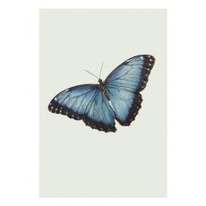 Ben Rothery Blue Morpho Butterfly Greetings Card
