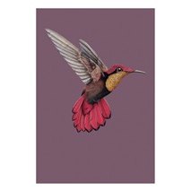 Ben Rothery Hummingbird Greetings Card