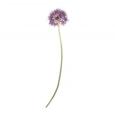 Allium Stem