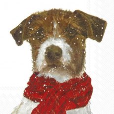 IHR Napkin Archie