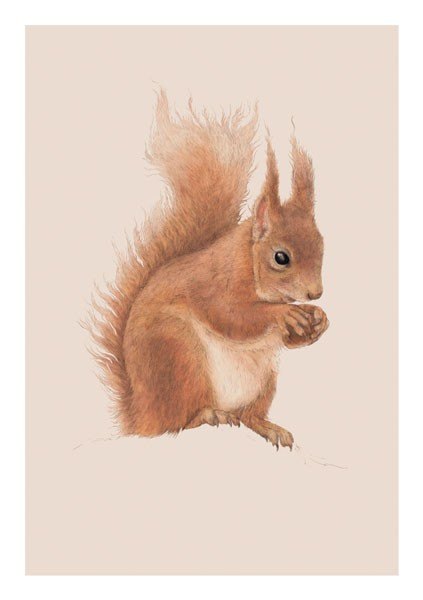 Ben Rothery Red Squirrel Greeting Card